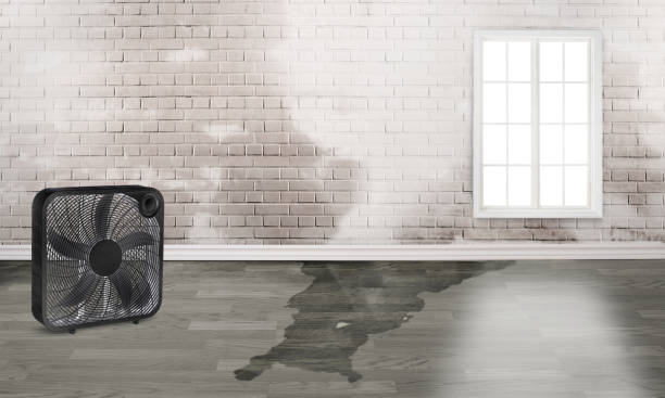 Best 24/7 water damage repair  in , CT